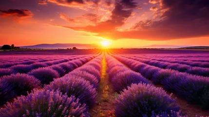 Fototapeten A beautiful landscape with a lavender field at sunset. Blooming purple lavender flowers in the sunlight. Nature background with copy space. © liliyabatyrova