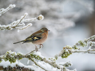 Buchfink (Fringilla coelebs)