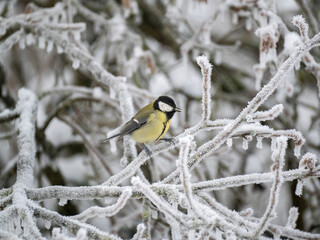 Kohlmeise (Parus major)