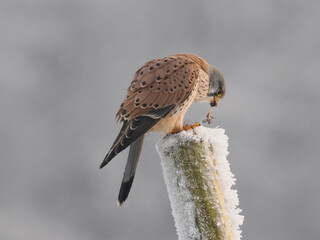 Turmfalke (Falco tinnunculus)