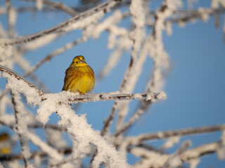 Goldammer (Emberiza citrinella)