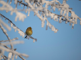 Buchfink (Fringilla coelebs)  