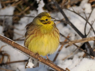 Goldammer (Emberiza citrinella)