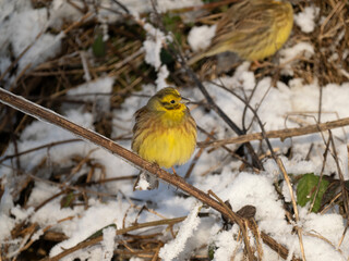 Goldammer (Emberiza citrinella)