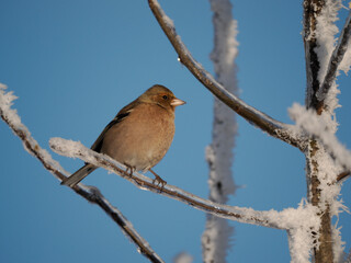 Buchfink (Fringilla coelebs)