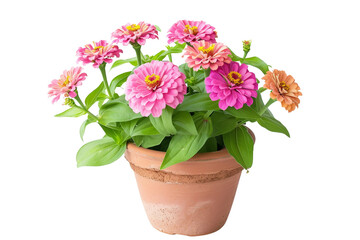 Zinnia Plant in a Pot on Transparent Background