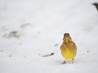 Goldammer (Emberiza citrinella)
