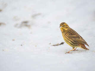 Goldammer (Emberiza citrinella)