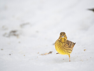 Goldammer (Emberiza citrinella)