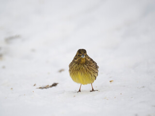 Goldammer (Emberiza citrinella)