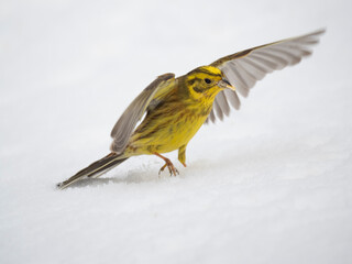Goldammer (Emberiza citrinella)