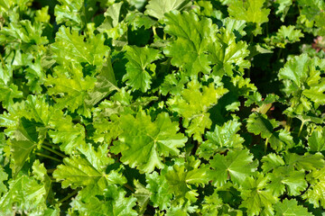 Coral Bells Apple Crisp leaves