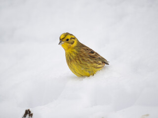 Goldammer (Emberiza citrinella)