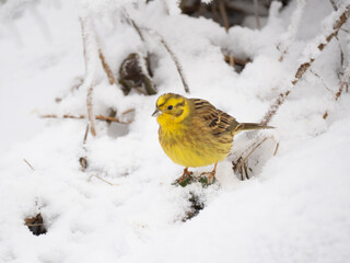 Goldammer (Emberiza citrinella)