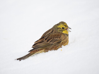 Goldammer (Emberiza citrinella)