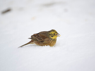 Goldammer (Emberiza citrinella)