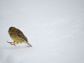 Goldammer (Emberiza citrinella)