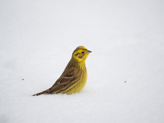 Goldammer (Emberiza citrinella)