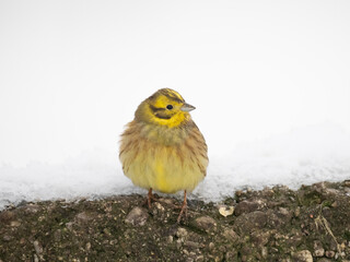 Goldammer (Emberiza citrinella)