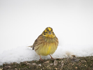 Goldammer (Emberiza citrinella)
