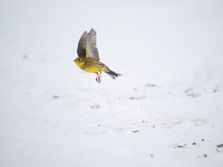 Goldammer (Emberiza citrinella)