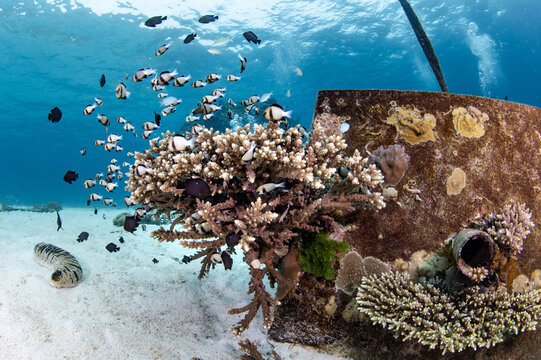 Staghorn coral growing on concrete mooring block with school of fish swimming around at Similan Island dive site in Andaman Sea. Marine life of underwater ecosystem. Scuba diving tourism in Thailand