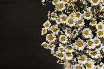 Closeup view of chamomile daisy flowers bouquet in sunlight shadows