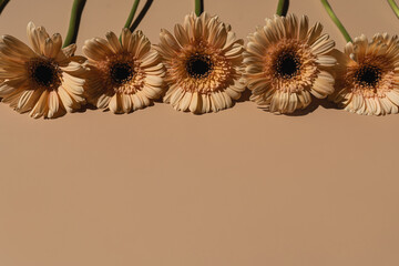 Beautiful pastel peachy gerbera flowers on beige background. Aesthetic minimal floral composition with copy space