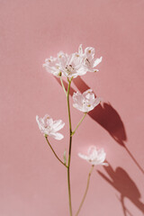 Delicate white flower stem on pink background with hard sunlight shadows. Aesthetic close up view floral composition