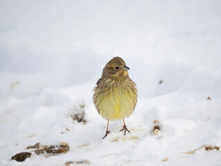 Goldammer (Emberiza citrinella)