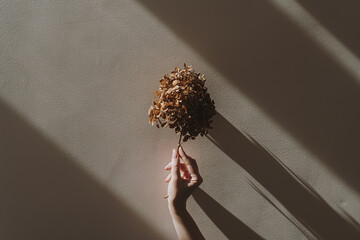 Hand holding dry hydrangea flower bud over neutral beige wall. Aesthetic shadows in soft and warm sun light