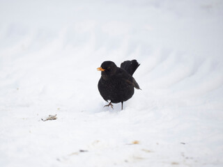 Amsel (Turdus merula)