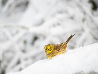 Goldammer (Emberiza citrinella)