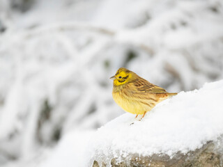 Goldammer (Emberiza citrinella)
