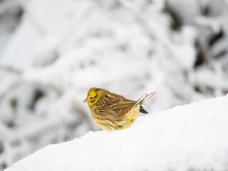 Goldammer (Emberiza citrinella)