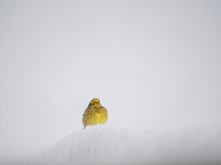 Goldammer (Emberiza citrinella)