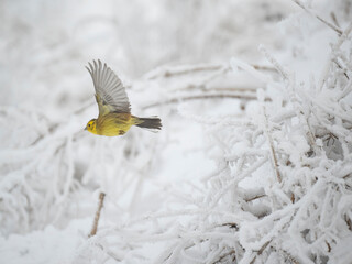 Goldammer (Emberiza citrinella)