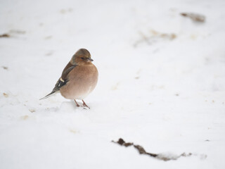 Buchfink (Fringilla coelebs)