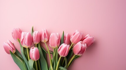 Fototapeta premium Pink tulips with fresh green leaves on a pink background. Beautiful background for a holiday, valentine's day, women's day. An empty space for the text.