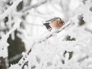 Buchfink (Fringilla coelebs)