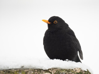 Amsel (Turdus merula)