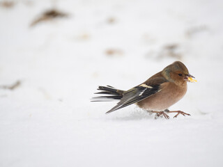 Buchfink (Fringilla coelebs)
