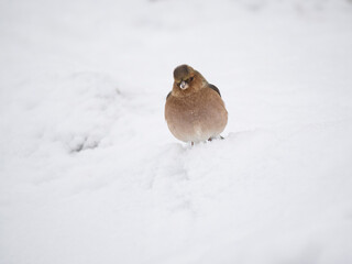 Buchfink (Fringilla coelebs)
