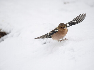 Buchfink (Fringilla coelebs)