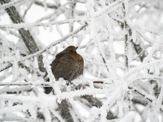 Amsel (Turdus merula)