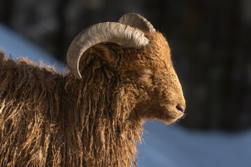Portrait of male pygmy sheep, close up photo. Most Ouessant sheeps are black or dark brown in color wool.