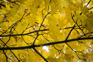 Jesienna barwa liści. © Blaszko