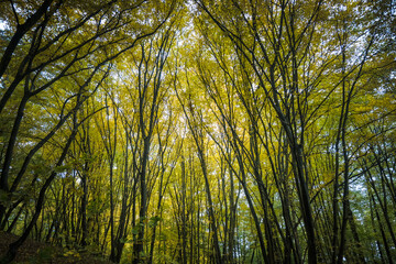 Las w jesiennym wydaniu.