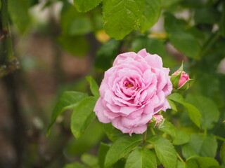 藤色のバラ　ルシエルブルー