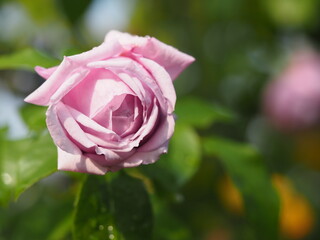 藤色のバラ　ルシエルブルー